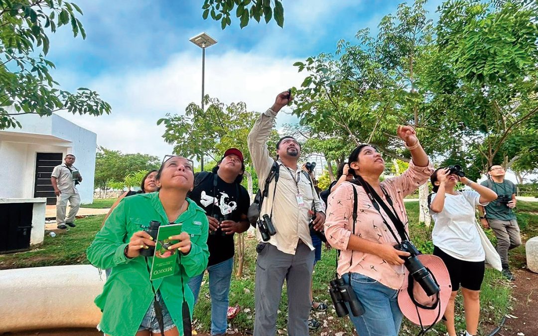 Observación de aves en la ciudad de Campeche
