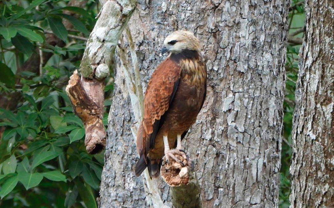 Birding Reserva de la Biosfera de los Petenes