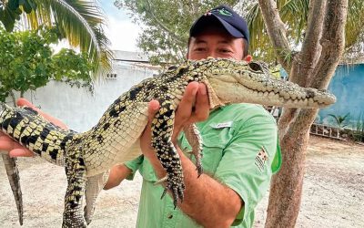 Full Isla Arena (flamencos + abeja + cocodrilo)