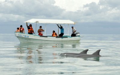 Delfines Isla Aguada