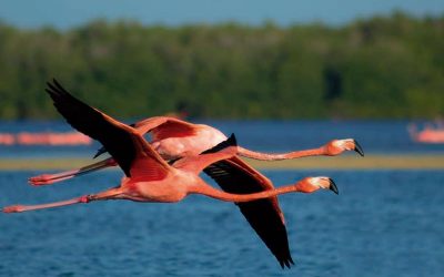 Flamencos Isla Arena + Abejas